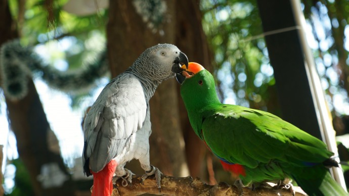 An African grey parrot and a green parrot on a branch in a rainforest 