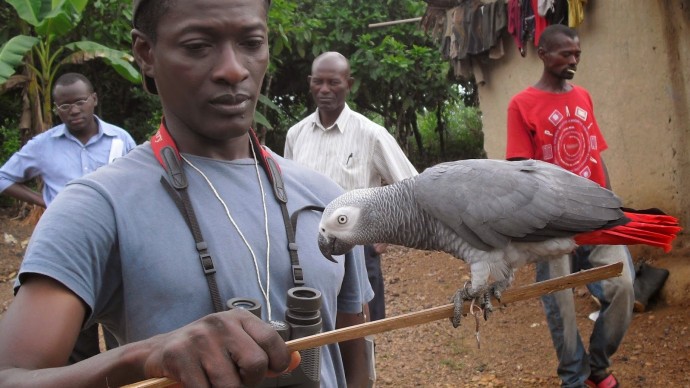 An African grey parrot perched on a cane held by a conservationist