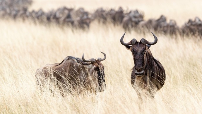 Wildebeest standing in tall oat grass field in the Masai Mara in Kenya, Africa with a herd crossing in the background