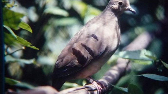 Unearthed photo of a captive female Purple-Winged Ground Dove. Image credit: Carlos Keller