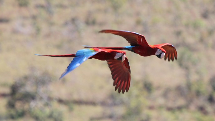  A pair of Red and Green Macaws in flight