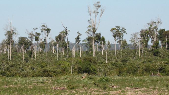 Degraded forest land in Paragominas, northern Brazil