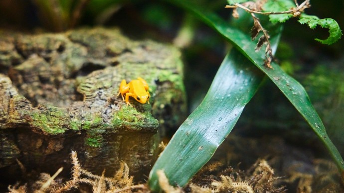 An orange frog sat on a rock, surrounded by shrubbery