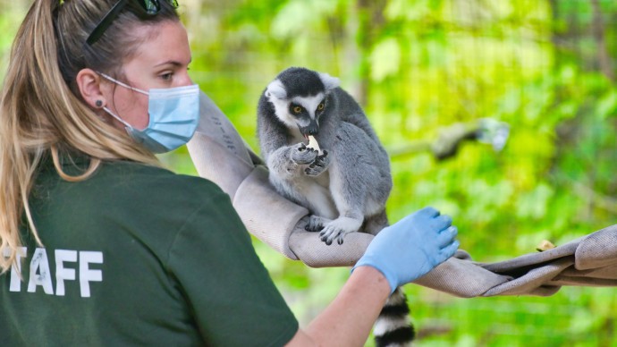 Zoo staff tending to a monkey sat in a tree