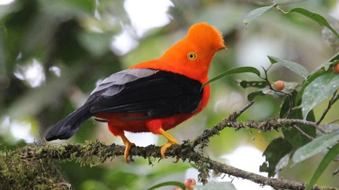 Orange and black bird with tufted forehead sat on a branch with berries