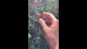 A phone camera image showing the hand of a brown person handling a stem of a Rosehip bush.